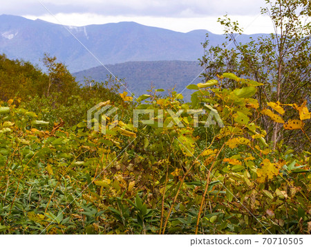 Landscape, nature, autumn leaves, plants, photos: Yellow leaves in Itadori Hachimandaira National Park overlooking Mt. Iwate 70710505