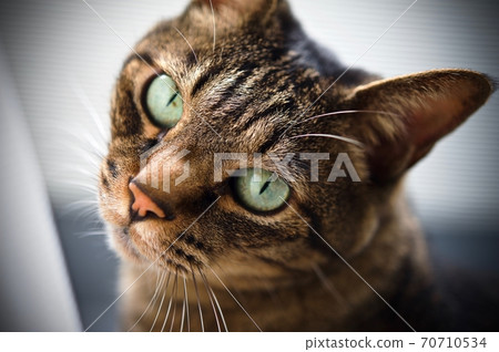 A cat turning around with a lonely face 70710534