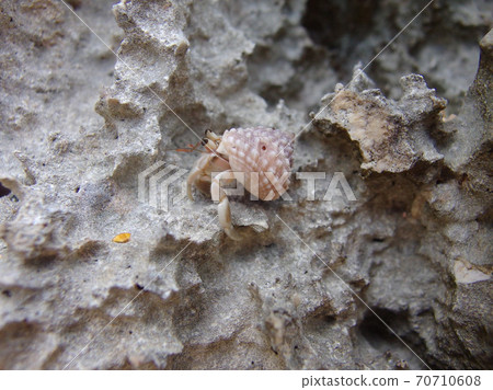Hermit crab Hermit crab 70710608