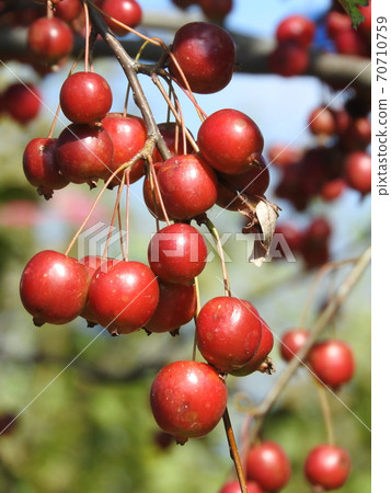 “姬蘋果”,這是富有成效的 “姬蘋果”,這是富有成效的 70710759