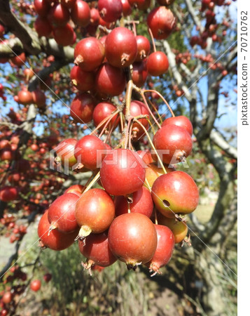 "Hime apple" which was fruitful 70710762