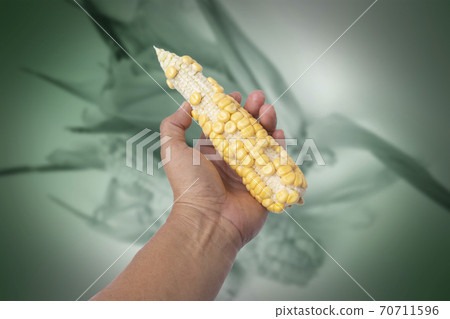 Corn in hand shows as imperfect agricultural products. Corn in hand shows as imperfect agricultural products. 70711596