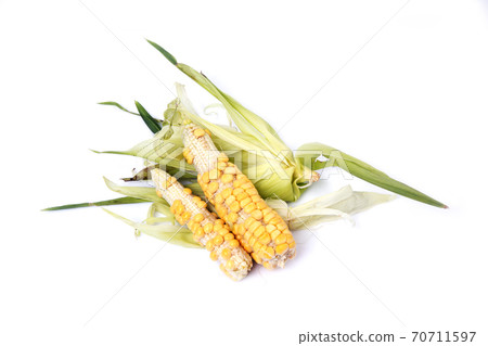 Studio shot of corns shows as imperfect agricultural products. 70711597