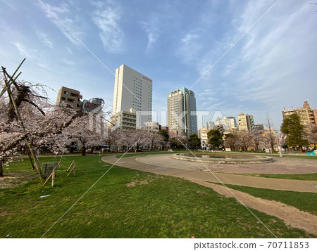錦誌公園櫻(2020年3月) 錦誌公園櫻(2020年3月) 70711853