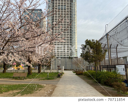 錦誌公園櫻(2020年3月) 錦誌公園櫻(2020年3月) 70711854