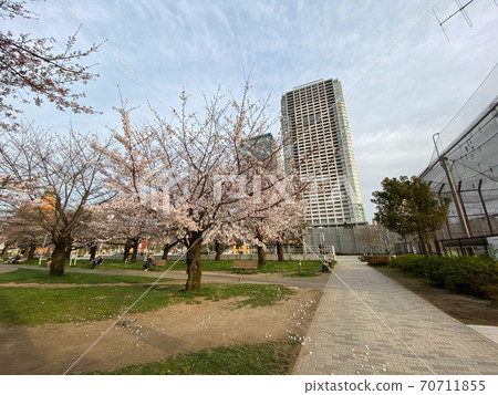 錦誌公園櫻(2020年3月) 錦誌公園櫻(2020年3月) 70711855
