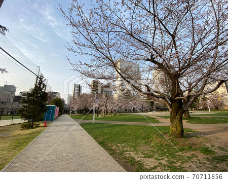 錦誌公園櫻(2020年3月) 錦誌公園櫻(2020年3月) 70711856
