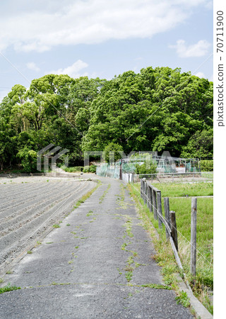 通往森林的瀝青路面 70711900