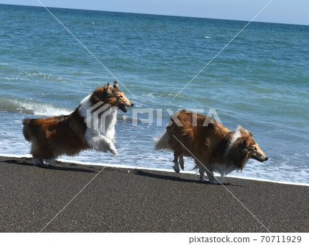 Collies enjoying chasing on the beach Collies enjoying chasing on the beach 70711929