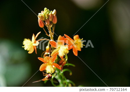 Flower aloe (Burbrine) 70712164
