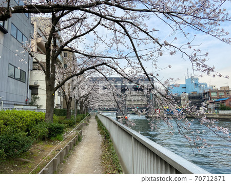 Kiyosumi Shirakawa Sakura (March 2020) Kiyosumi Shirakawa Sakura (March 2020) 70712871