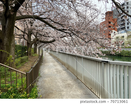仙台ori川櫻(2020年3月) 仙台ori川櫻(2020年3月) 70713061