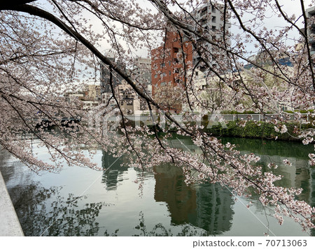 仙台ori川櫻（2020年3月） 70713063