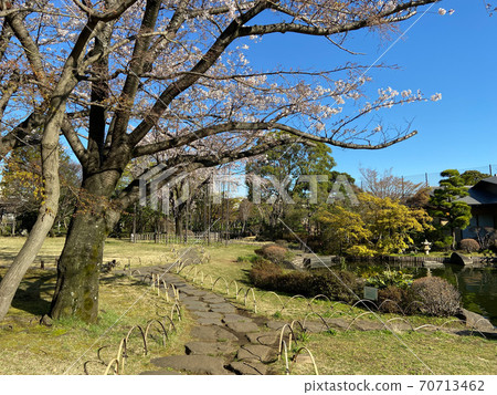 Gyosen Park Heisei Garden Sakura (March 2020) 70713462