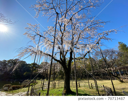 京泉公園平成花園櫻花（2020年3月） 70713487