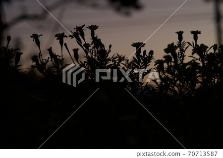 Sunset and flowers 70713587