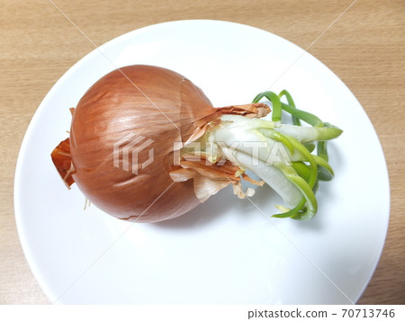 Germination onion buds 70713746