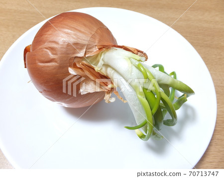 Germination onion buds 70713747
