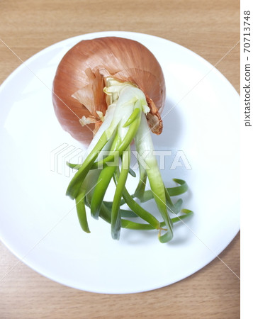 Germination onion buds 70713748