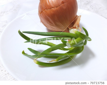 Germination onion buds 70713756