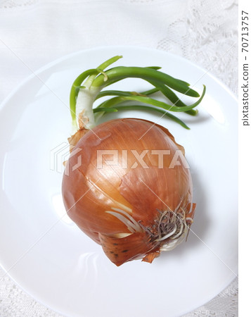 Germination Onion roots and sprouts 70713757