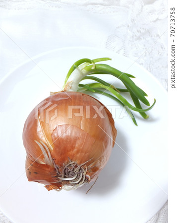 Germination Onion roots and sprouts 70713758