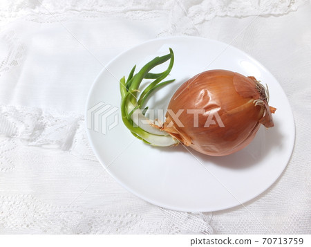 Germination onion buds 70713759