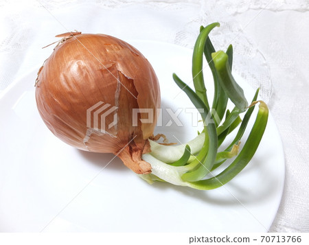 Germination onion buds 70713766