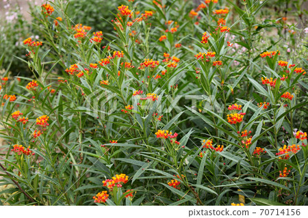 Willow towata Willow towata 70714156