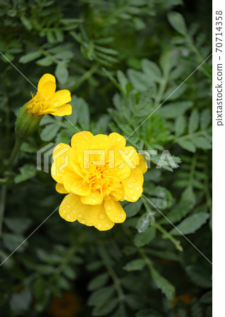 Marigold Marigold 70714358