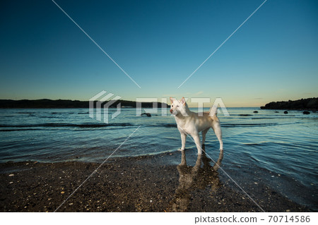 White-haired shiba inu playing in the sea 70714586