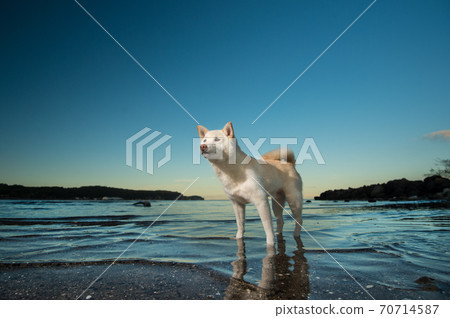 White-haired shiba inu playing in the sea 70714587