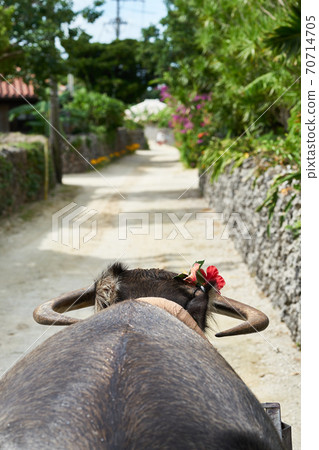 竹富島上的水牛車觀光 70714705