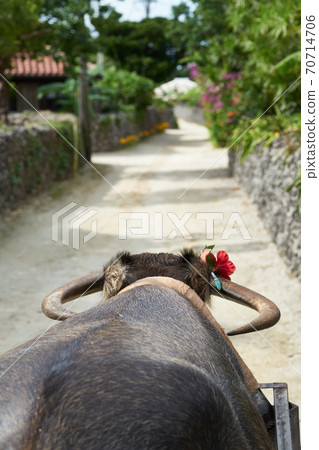 Sightseeing on a buffalo car on Taketomi Island 70714706