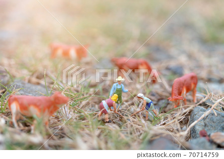 Miniature people : Gardener working on The field , farmer and gardening concept 70714759