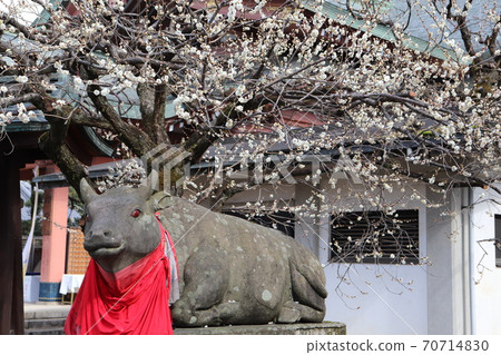 Statue of plum and cow at Kitano Tenmangu Shrine Statue of plum and cow at Kitano Tenmangu Shrine 70714830
