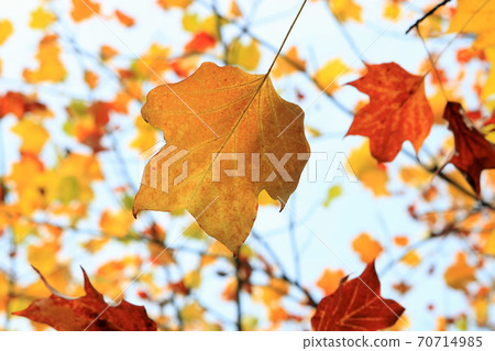 Tulip tree background material Tulip tree background material 70714985