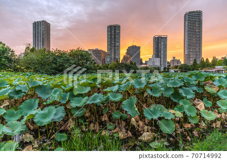 Tokyo cityscape of Japan, Ueno, Tokyo. Overlooking the tower apartment and Shinobazu Pond that shine in a beautiful sunset Tokyo cityscape of Japan, Ueno, Tokyo. Overlooking the tower apartment and Shinobazu Pond that shine in a beautiful sunset 70714992