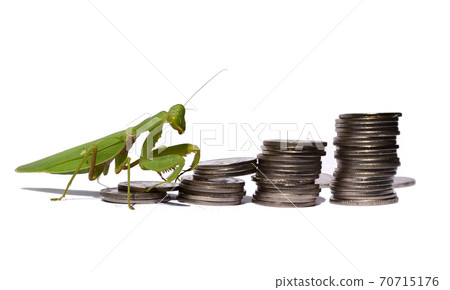 Praying mantis walking toward the pile of coins on white background , Hunter break business , Financial insecurity Praying mantis walking toward the pile of coins on white background , Hunter break business , Financial insecurity 70715176