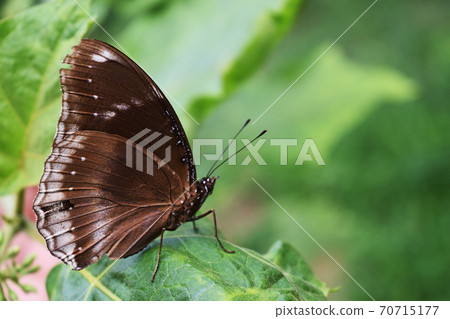 Great Egg-fly , Hypolimnas bolina , Trey white stripes on the dark brown wing , The male butterfly on green leaf 70715177