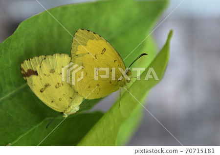 butterfly, insect, bug 70715181