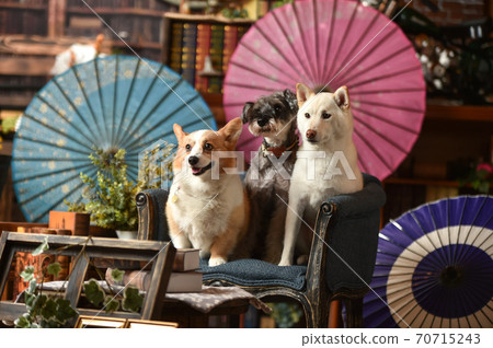 柴犬 柯基犬圖片 微型schnauser與日本傘在背景中合影 照片素材 圖片 圖庫
