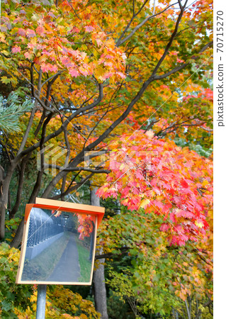 大自然，綠色，秋天的落葉，秋天，日本，北海道，樹木，植物，樹木，樹葉，戶外 70715270