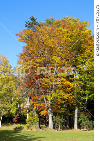 Nature, green, autumn leaves, autumn, Japan, Hokkaido, trees, plants, trees, leaves, outdoors Nature, green, autumn leaves, autumn, Japan, Hokkaido, trees, plants, trees, leaves, outdoors 70715275