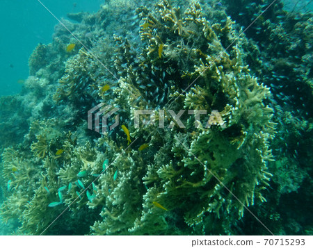 在石垣島潛水時的水下照片 在石垣島潛水時的水下照片 70715293