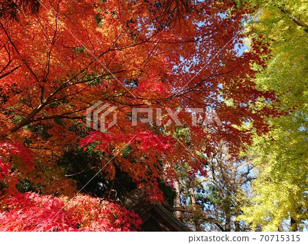 Autumn leaves & yellow leaves Momiji Momiji Ginkgo Ginkgo Autumn leaves & yellow leaves Momiji Momiji Ginkgo Ginkgo 70715315