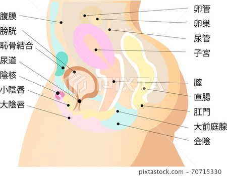 女性生殖器系統5插圖與解釋 女性生殖器系統5插圖與解釋 70715330