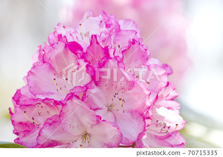 The rhododendron is in full bloom in the rhododendron garden. The name of this rhododendron is Mrs. Fujii. 70715335