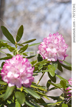 Shakunage花園裡盛開著Shakunage。這個shakunage的名字叫藤井太太。 70715341