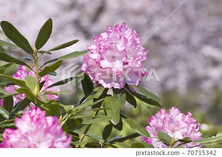 The rhododendron is in full bloom in the rhododendron garden. The name of this rhododendron is Mrs. Fujii. The rhododendron is in full bloom in the rhododendron garden. The name of this rhododendron is Mrs. Fujii. 70715342